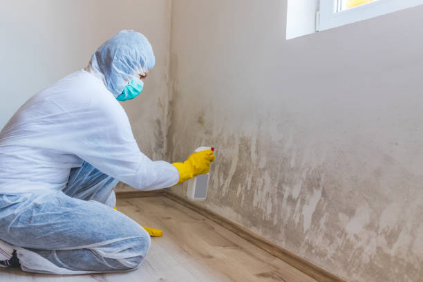 Licensed Mold Testing service in Poulsbo, WA - WQB Mold Removal